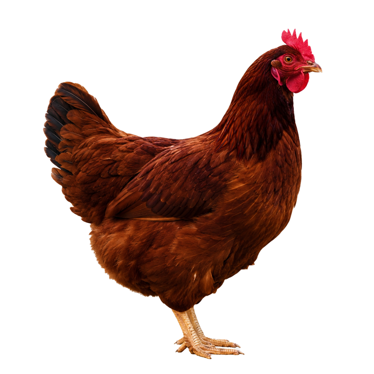 Galinha